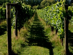 Vineyards of NZ! 