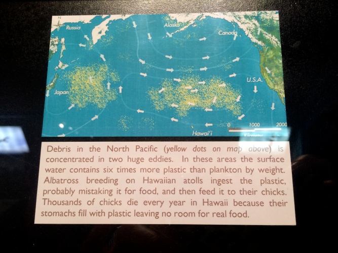 This was in the albatross museum area.  Really depressing that there are islands of trash in the ocean... 